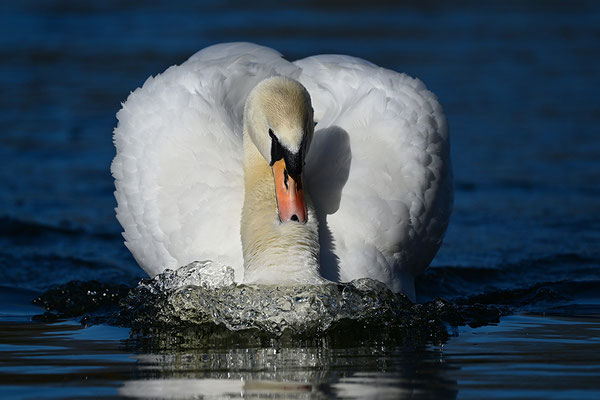 Höckerschwan