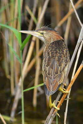 Zwergdommel Jungvogel