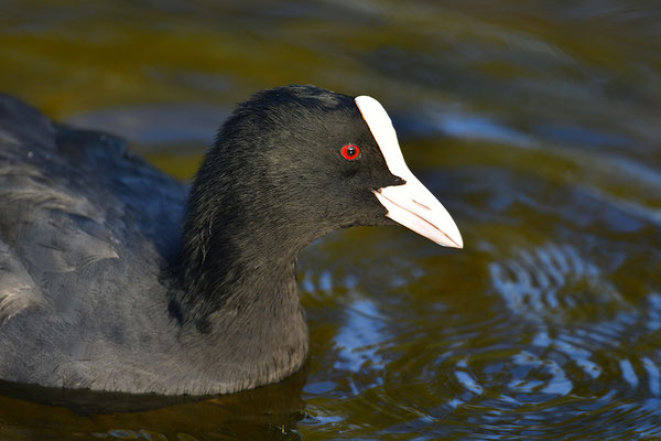 Blässralle 