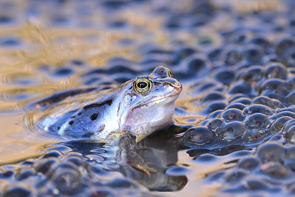 Moorfrosch