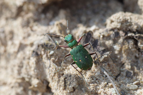 Feldsandlaufkäfer