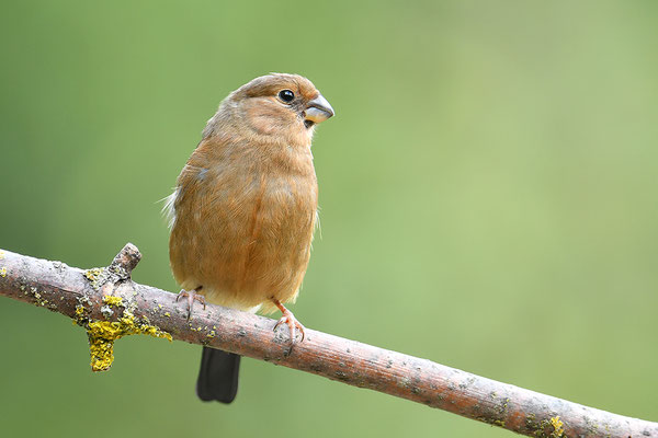 Dompfaff Jungvogel