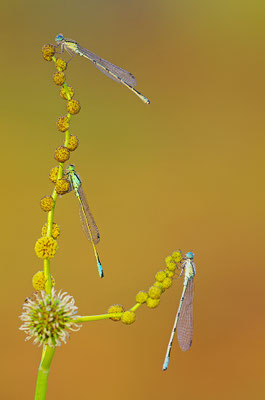 Pechlibelle