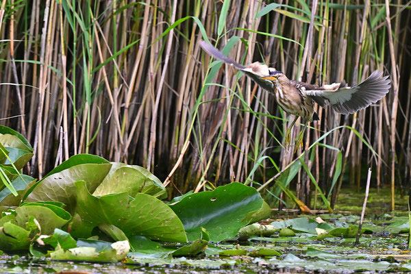 Zwergdommel Weibchen
