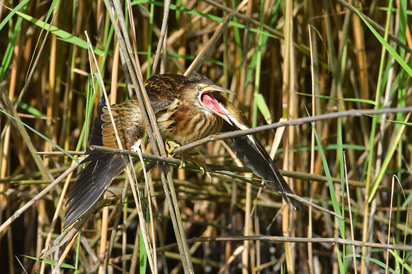 Zwergdommel Jungvogel beim Sonnenbad