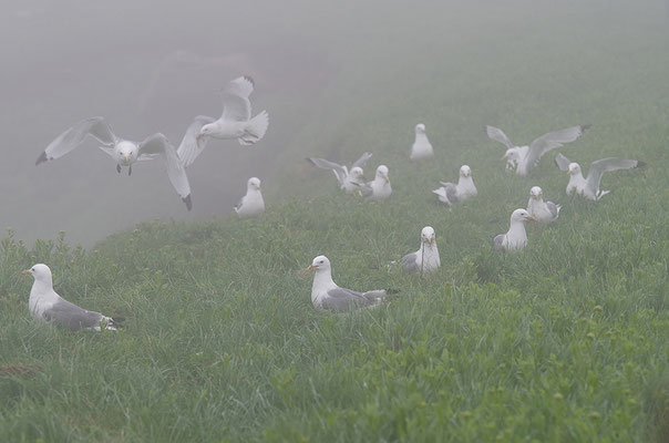 Dreizehenmöwen im Nebel