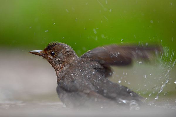 Amsel Weibchen