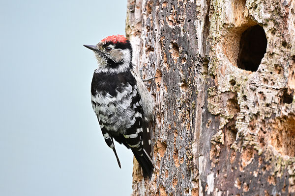 Kleinspecht Männchen
