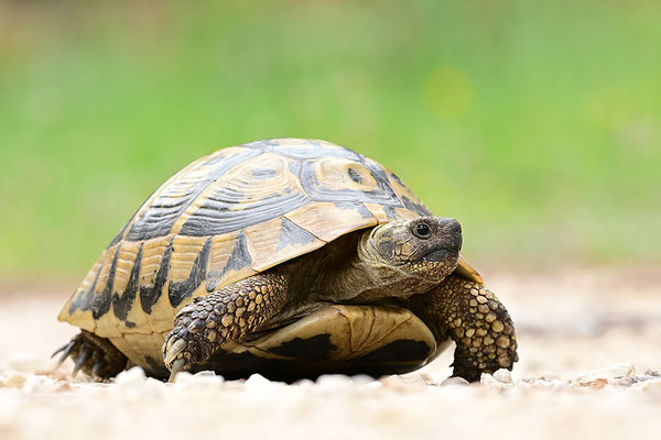 Griechische Landschildkröte