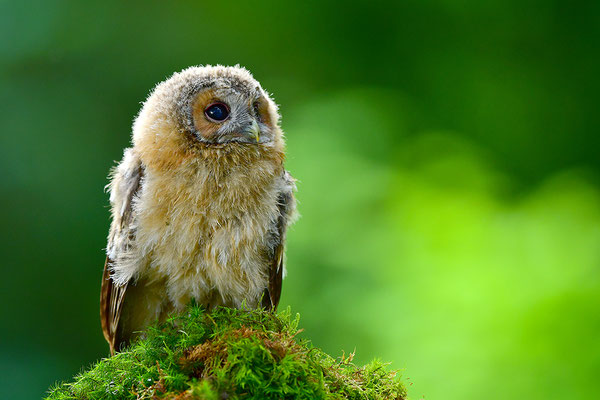 Waldkauz Jungvogel
