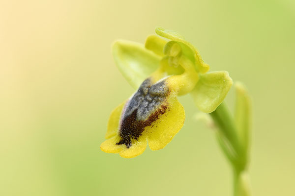 Gelbe Ragwurz