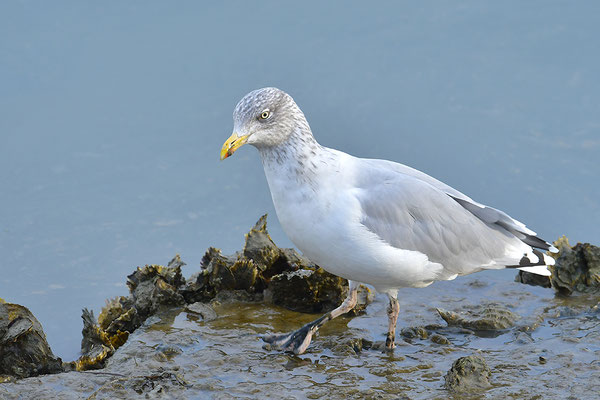 Silbermöwe