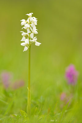 Mannsknabenkraut Albino, weiße Farbvariante