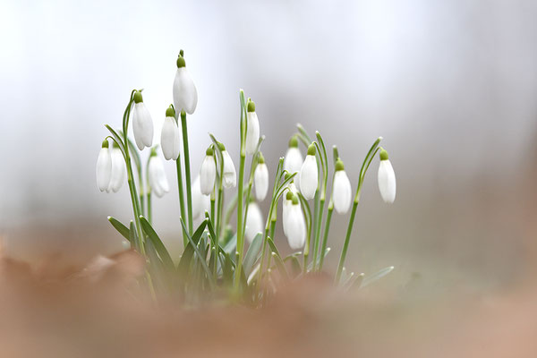 Schneeglöckchen