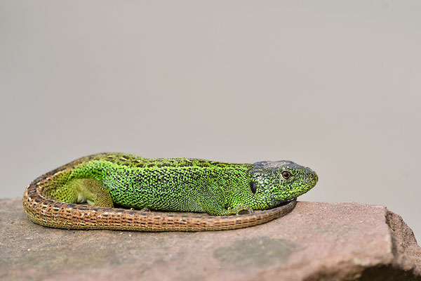 Zauneidechse Männchen