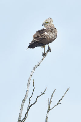 Schlangenadler