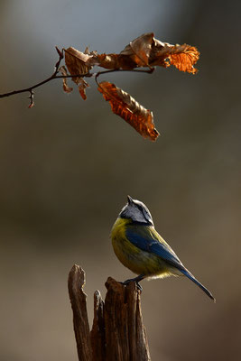 Blaumeise