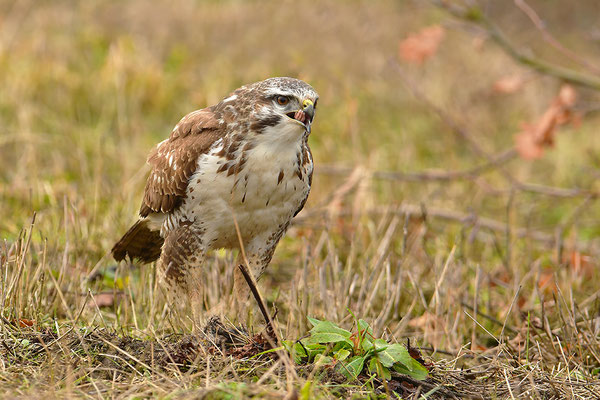 Mäusebussard