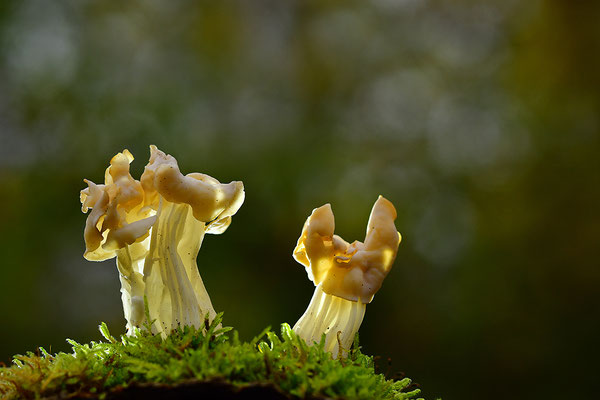 Herbstlorchel