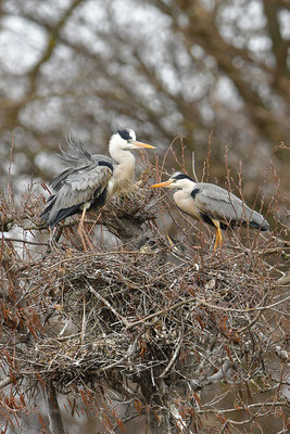 Graureiher am Nest mit Jungvögeln