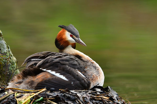 Haubentaucher am Nest