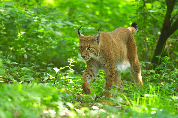 Luchs, Wildpark Anholter Schweiz