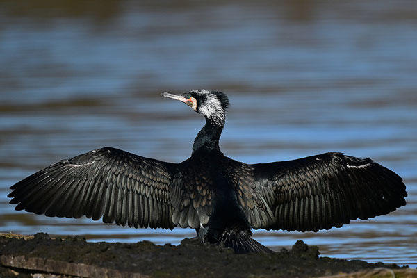 Kormoran