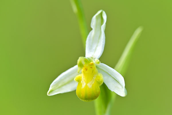 Gelbe Bienenragwurz flavescens