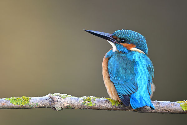Eisvogel 