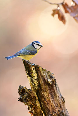 Blaumeise