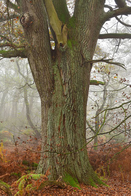 Urwald Sababurg