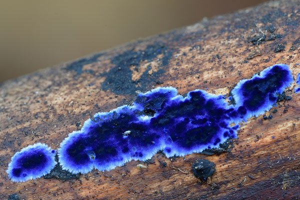 Blauer Rindenpilz