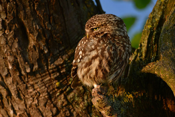 Steinkauz am Abend