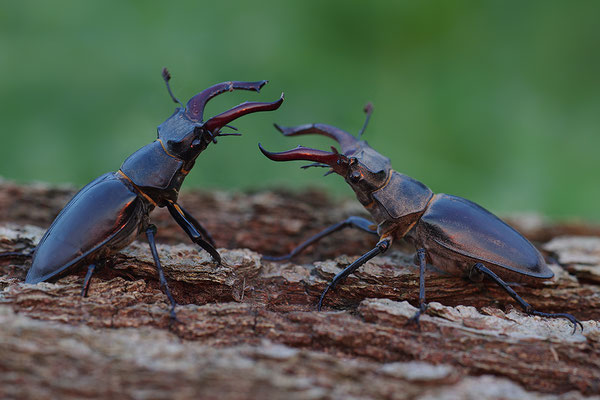 Hirschkäfer Männchen Kampf