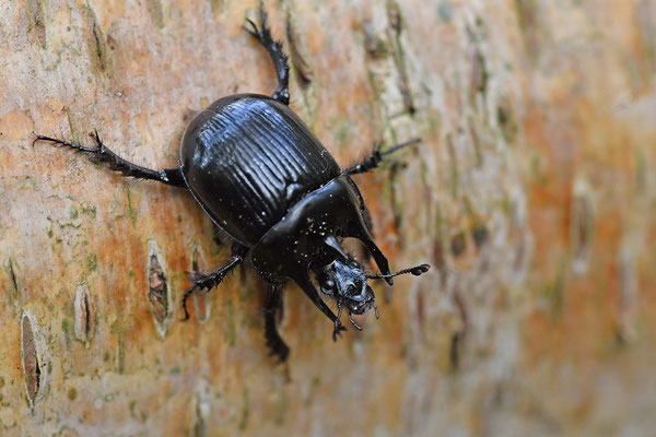 Stierkäfer