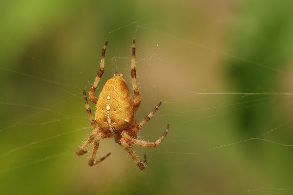 Gartenkreuzspinne