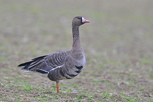 Blässgans