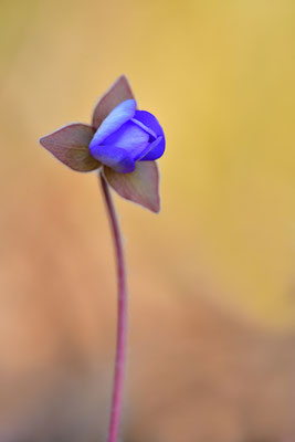 Leberblümchen