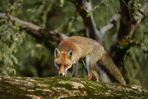 Fuchs