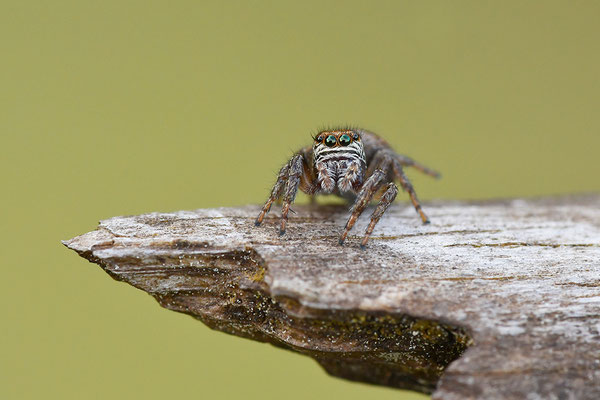 Springspinne