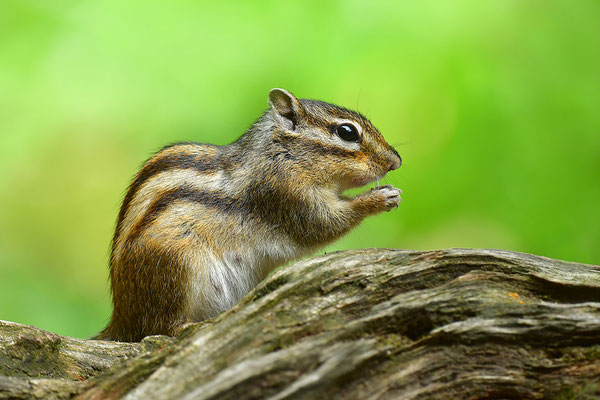 Sibirisches Streifenhörnchen