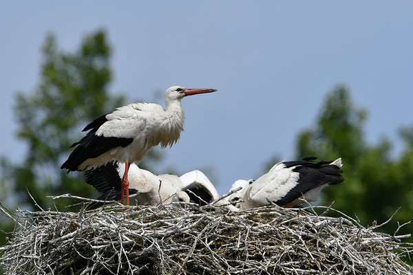 Weißstorch mit Jungvögeln am Nest