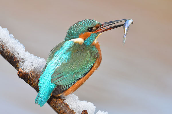 Eisvogel