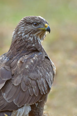 Mäusebussard