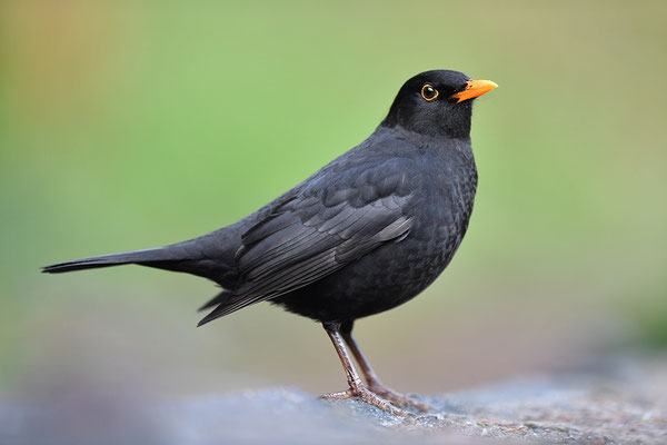 Amsel Männchen