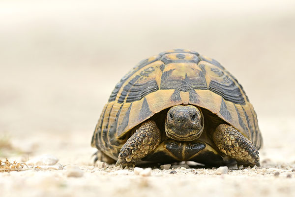 Griechische Landschildkröte