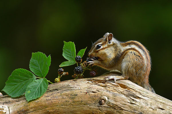 Sibirisches Streifenhörnchen