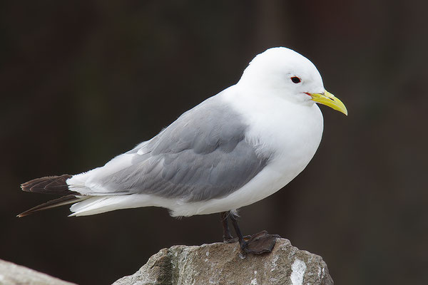 Dreizehenmöwe