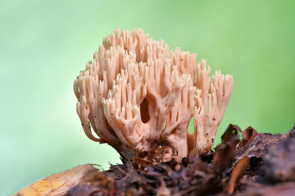 Korallenpilz