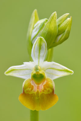Gelbe Hummelragwurz flavescens